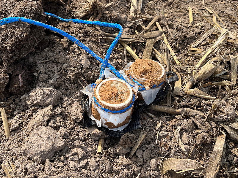Resin accumulators prior to being buried to monitor water movement and nutrient leaching in a crop field.