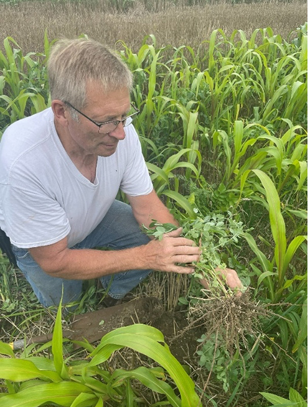 Person examines a cover crop plant with exposed roots in a field containing cover crops and young corn.
