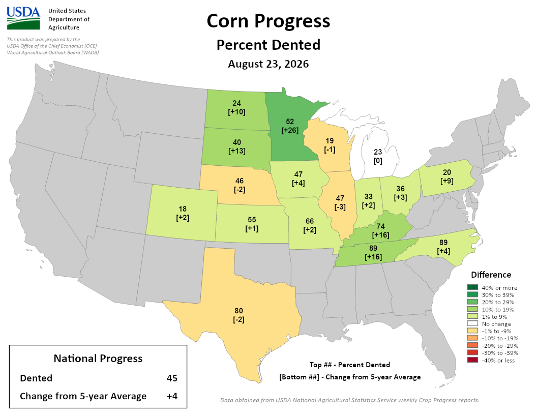 USDA map showing US Corn Progress percent dented as of August 23, 2026, with a national average of 45 percent.