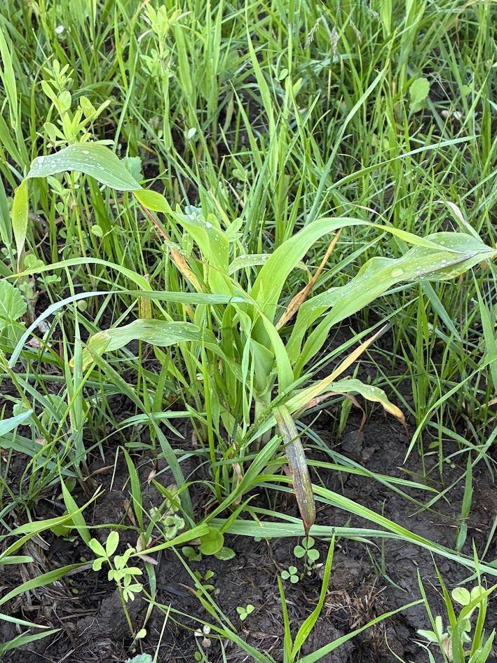 Decorative-annual cover crop mix.