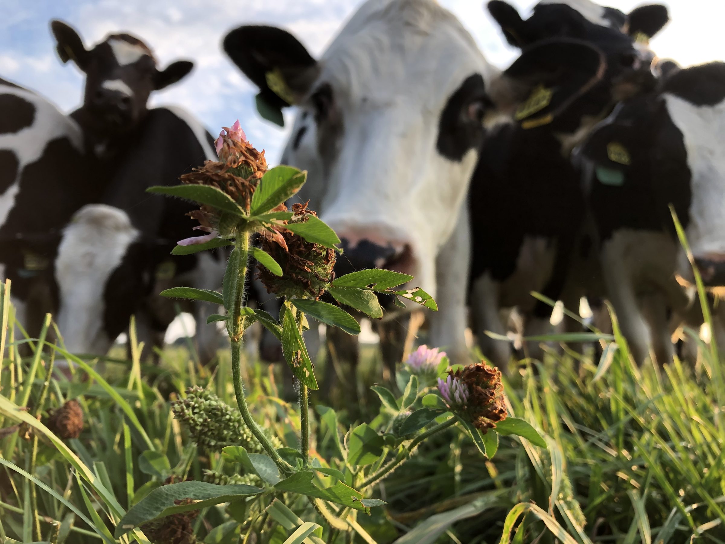 Decorative-dairy cows by red clover plant