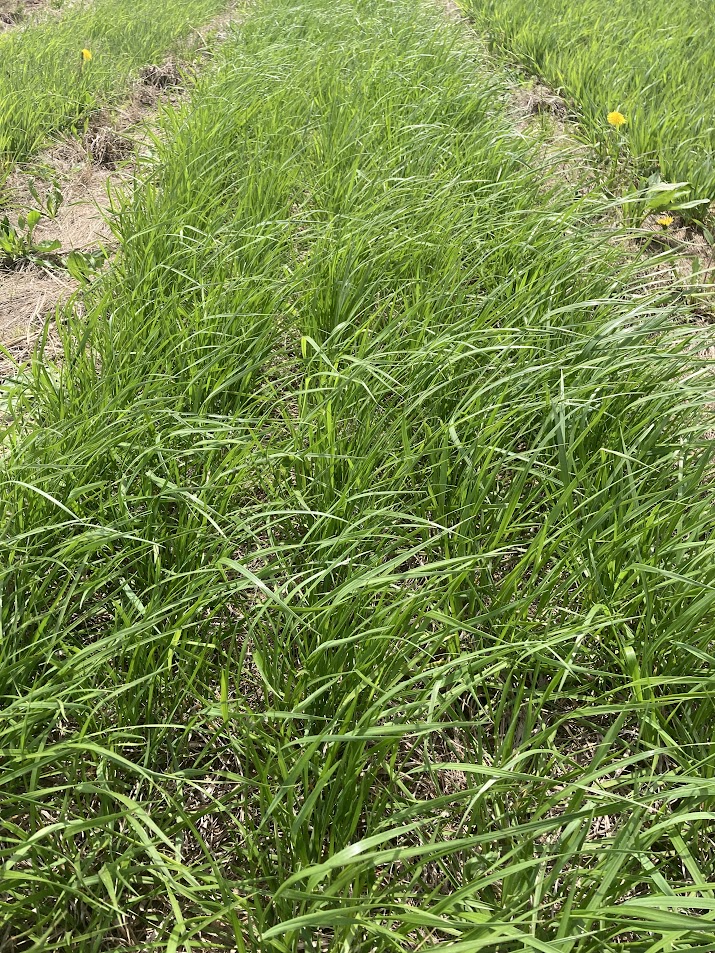 Decorative-meadow fescue.