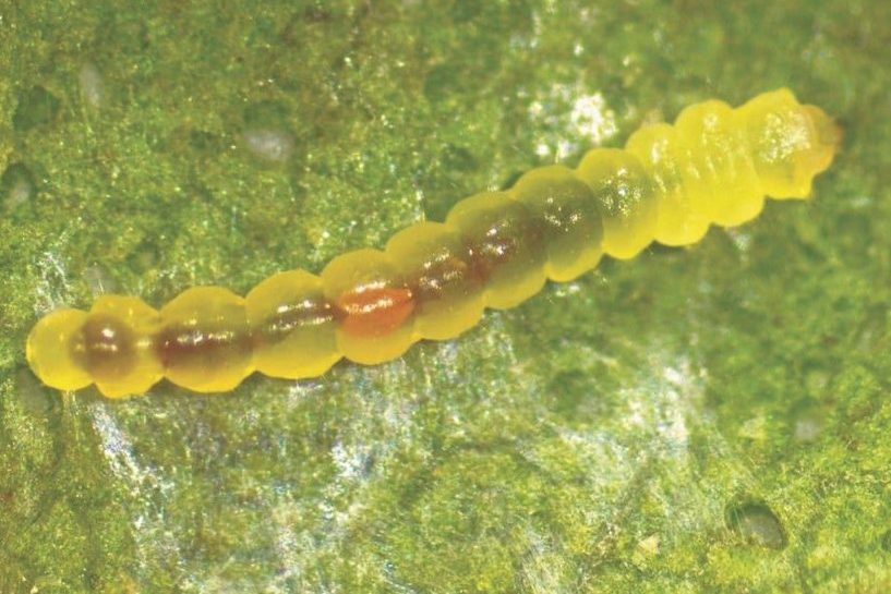 Close-up of a translucent yellow-green caterpillar larva with segmented body and visible internal organs on a green leaf surface.