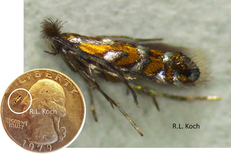 Adult soybean tentiform leafminer moth with orange, black, and white markings beside a U.S. quarter for scale.