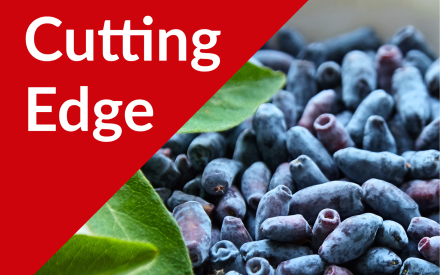 The Cutting Edge: Reflections on the Honeyberry Season with Phil Stowe of Walking Plants Orchard