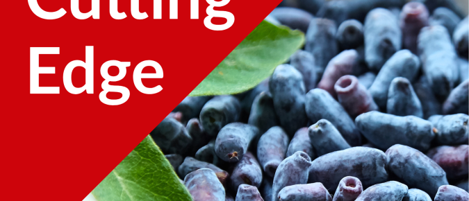 The Cutting Edge: Reflections on the Honeyberry Season with Phil Stowe of Walking Plants Orchard