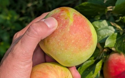 Wisconsin Fruit Crop Scouting Report: August 14, 2026