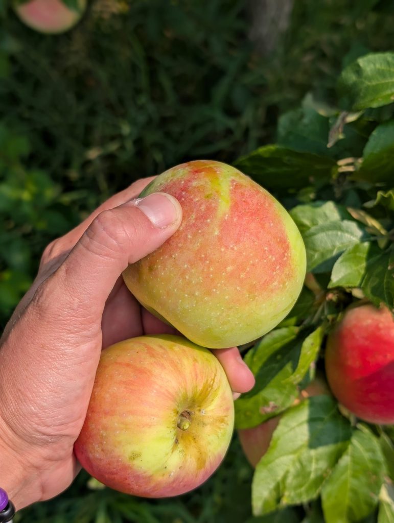 Wisconsin Fruit Crop Scouting Report: August 14, 2026