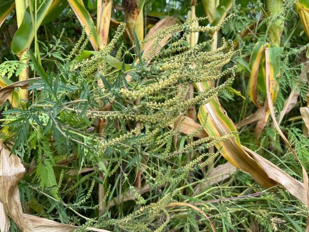 Herbicide Fate Workshop – October 1 in Madison