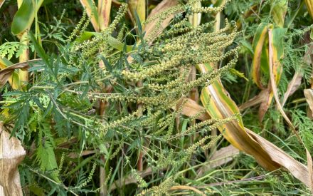 ▶ Late Season Weeds and Controlling Weed Escapes