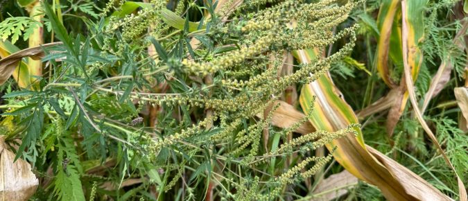 ▶ Late Season Weeds and Controlling Weed Escapes