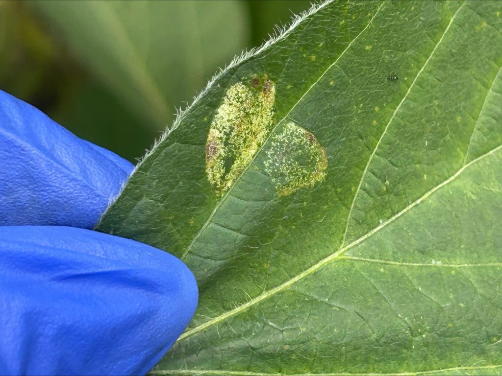 Close-up of top of soybean leaf with two speckled ovals caused by soybean tentiform leafminer.