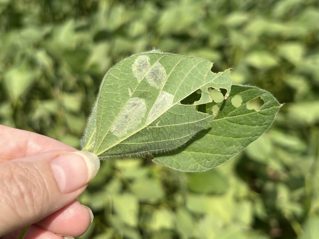 WI ⚠🐛 – First confirmed case of Soybean Tentiform Leafminer in WI soybeans
