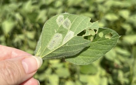 WI ⚠🐛 – First confirmed case of Soybean Tentiform Leafminer in WI soybeans