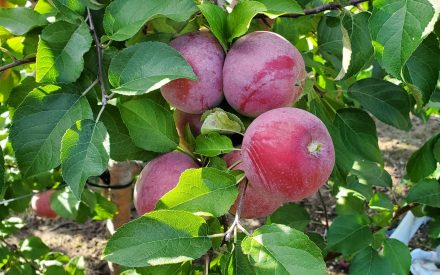 Wisconsin Fruit Crop Scouting Report: September 11, 2026