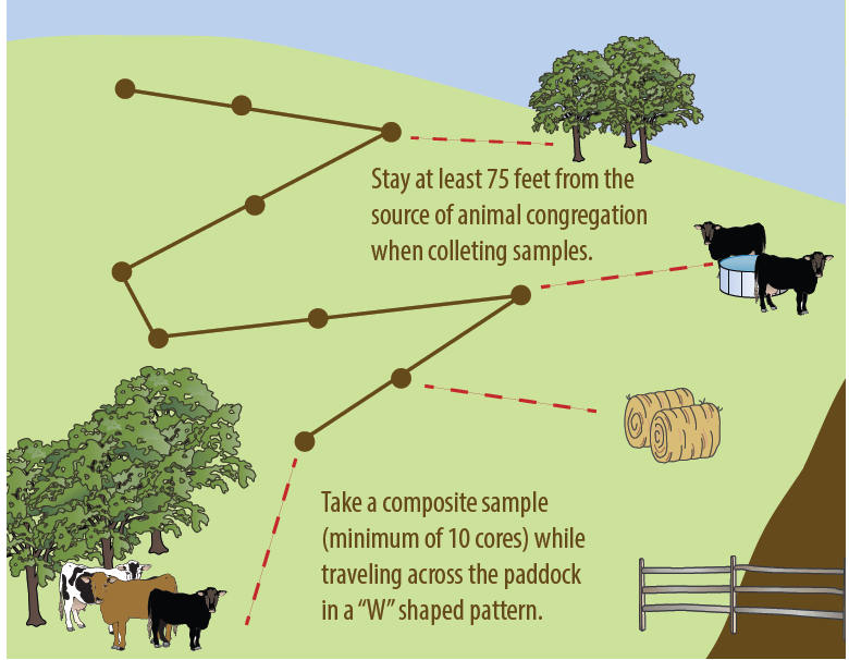 Diagram showing how to collect a composite pasture soil sample by taking at least 10 cores in a W-shaped pattern across the paddock while staying 75 feet from animal congregation areas like trees, food, and water.