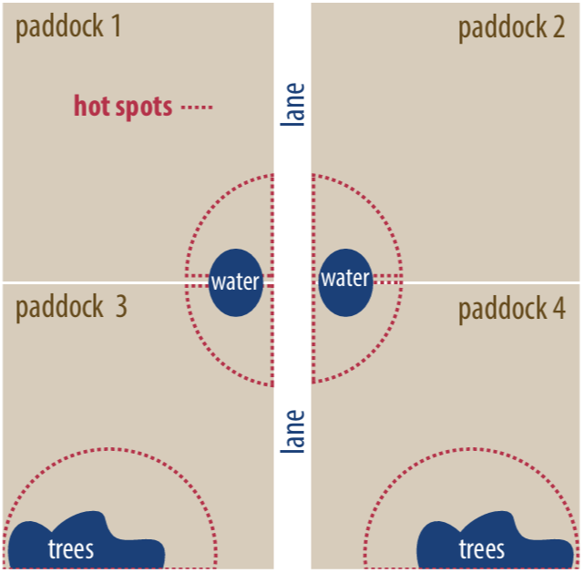 Diagram showing four paddocks arranged around a central lane with two water sources. Red dotted lines mark “hot spots” near water, lanes, and shaded tree areas where livestock tend to congregate. The layout shows how manure distribution creates nutrient gradients in pastures, emphasizing the need to avoid sampling within 75 feet of these congregation zones when collecting soil samples.