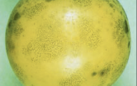 UW-Madison Disease Diagnostic Clinic Fruit Report: Sept. 4