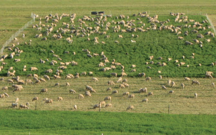Soil Fertility Guidelines for Pastures in Wisconsin
