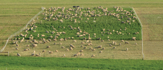 Soil Fertility Guidelines for Pastures in Wisconsin
