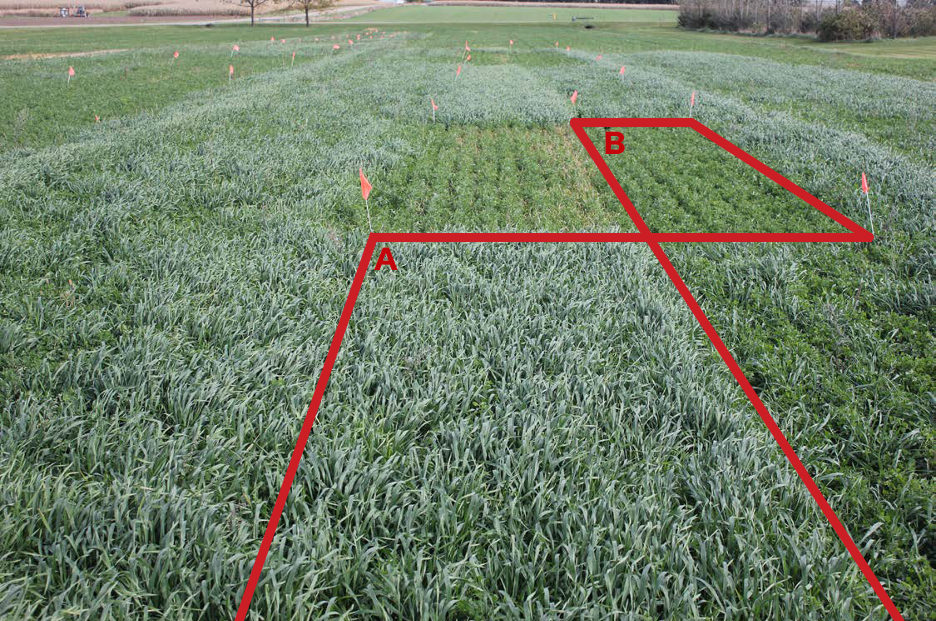 Agricultural test plot with red outlines labeled A and B comparing alfalfa growth across field sections marked with small orange flags.