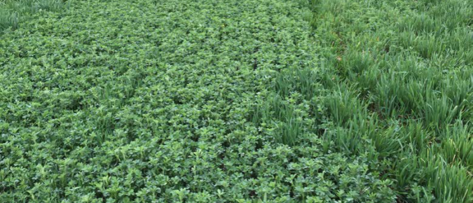 Managing Volunteer Wheat in Late-Summer Seeded Alfalfa