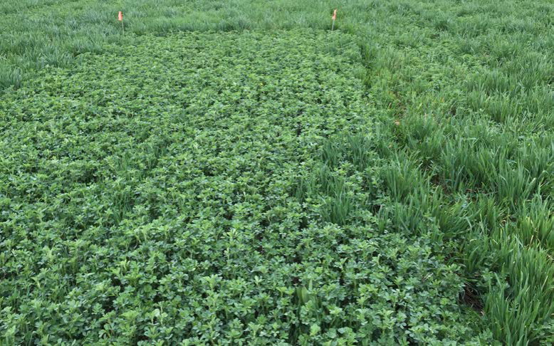 Flagged alfalfa research plot surrounded by green winter wheat