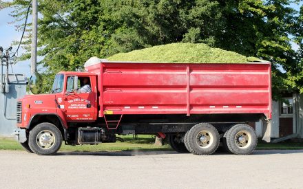 2026 Corn Silage Dry Down Regional Reports