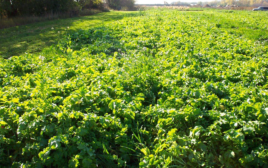 Field strip densely covered with bright green oilseed radish plants in late fall, showing uniform leafy growth.
