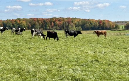 Grazing Glossary