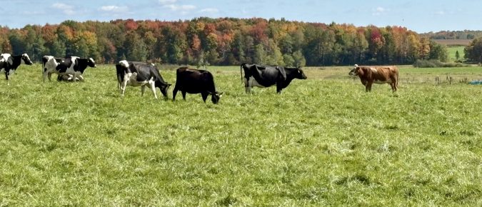 Grazing Glossary