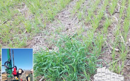Does “priming” rye with applied nitrogen change the optimum nitrogen rate of no-till corn? 
