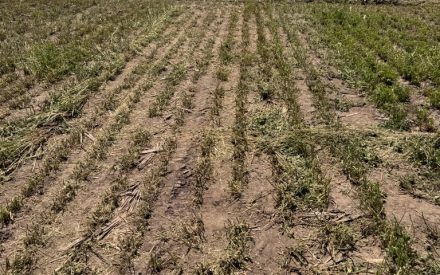 Machinery Wheel Traffic in Alfalfa Fields