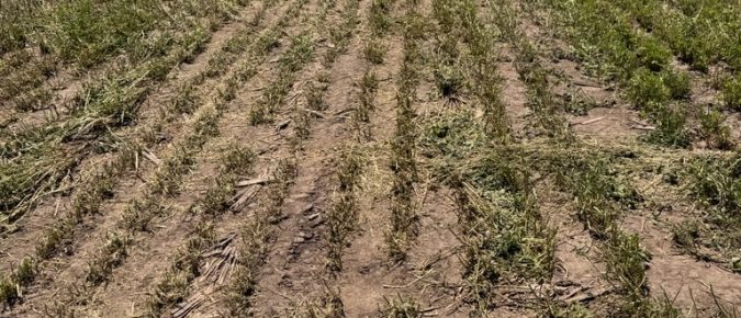 Machinery Wheel Traffic in Alfalfa Fields