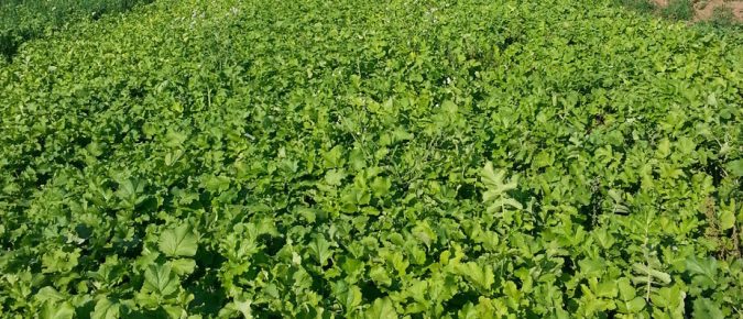 Radish As A Cover Crop in Wisconsin