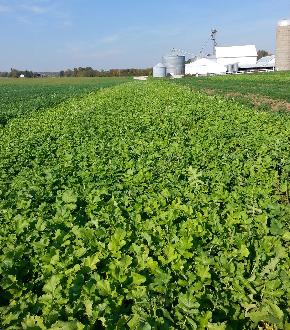 Field strip of lush green radish cover crop near farm buildings and silos, showing dense uniform growth before winter.
