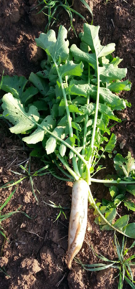 Photo of a freshly harvested daikon radish lying on soil, showing its long white taproot and broad green leaves.