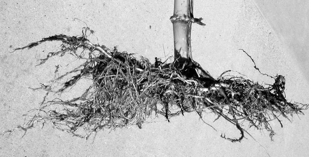 “Corn plant roots spread horizontally near the surface, forming a flat ‘pancake’ shape due to compacted soil blocking downward growth.
