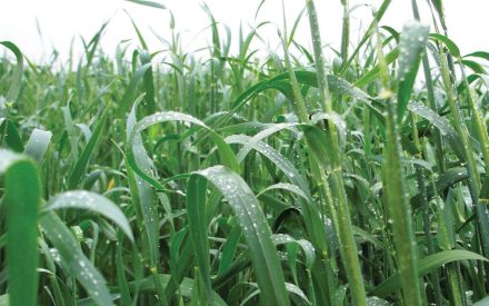 ▶ How Cereal Rye Nitrogen Moves in Corn Silage Systems