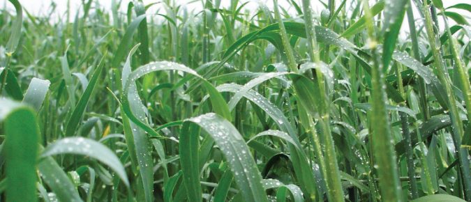 ▶ How Cereal Rye Nitrogen Moves in Corn Silage Systems