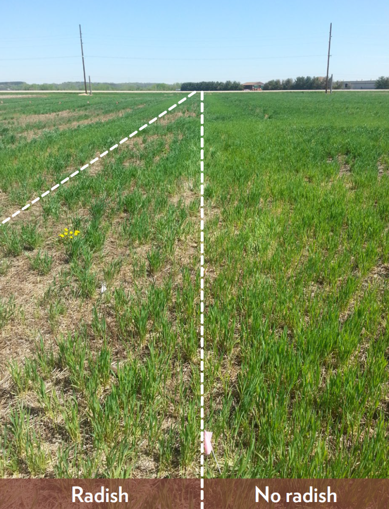 Field comparison showing lighter growth on radish‑cover side and denser green wheat regrowth on no‑radish side.